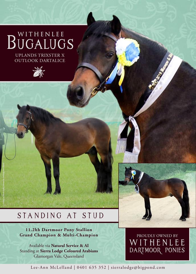 Withenlee Bugalugs - Dartmoor Pony Stallions